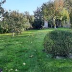 Der große garten hat viele Obstbäume